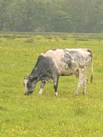 Milchkuh. Blaubunt Belgier x Schwarzbunt Niedersachsen - Moormerland Vorschau