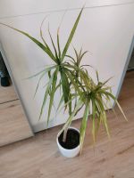 Drachenbaum (Dracaena) Nordrhein-Westfalen - Kirchlengern Vorschau