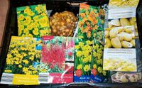 Diverse Blumen Samen Gemüse Zwiebeln Kartoffeln NEU & OVP Nordrhein-Westfalen - Werl Vorschau