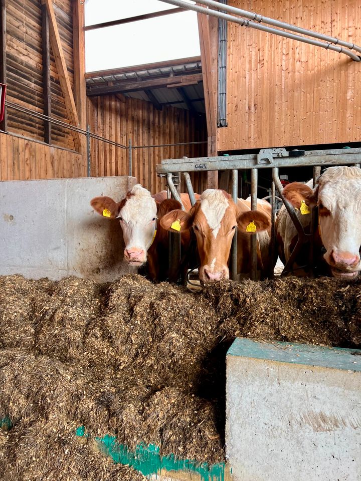 Feedstar Futterband für den Stall *Diverse Längen* - NEU in Bad Waldsee