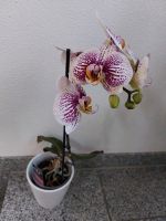 Schöne Orchidee Bayern - Augsburg Vorschau