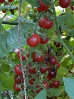 Mini rote Kirschtomaten Samen aus Sizilien Alte Sorte Baden-Württemberg - Esslingen Vorschau
