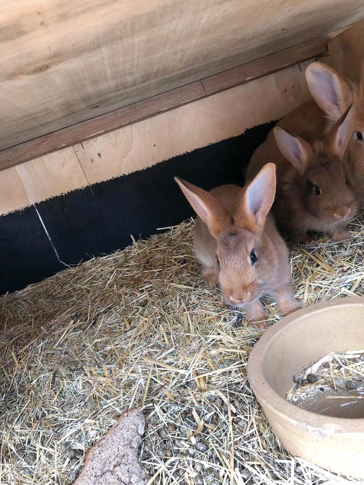 Deutscheriesen Hasen Kaninchen Mix in Altenkunstadt