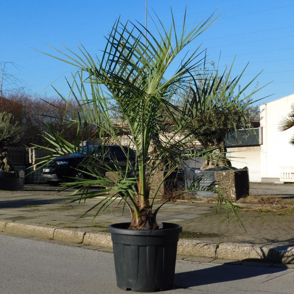 Butia Capitata 150-160cm - 30-40cm Stammhöhe in Oberhausen