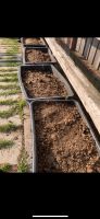 Pferde Mist für Hochbeet Kompost Tomaten Usw Nordrhein-Westfalen - Greven Vorschau