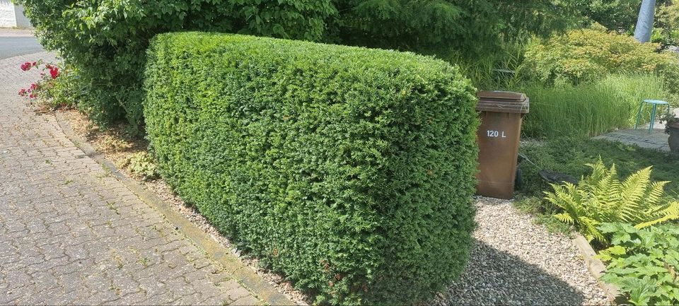 Heckenschnitt Hecke Schneiden Baumfällung Gartenpflege Rasenmähen in Bonn