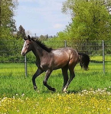 Hengst Jährling Deutsches Sportpferd Schimmel in Markranstädt