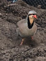 Keklik Satilik Kew Buch „Das Steinhuhn“ Niedersachsen - Sassenburg Vorschau