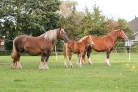 Weideland (Gesuch) Dithmarschen - Pahlen Vorschau