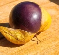 Samen Tomatillo purple Freiburg im Breisgau - Wiehre Vorschau