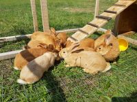 Kaninchen, Hasen, Häsinnen, Rammler Hessen - Haunetal Vorschau