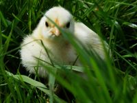 Küken Sundheimer Huhn/Hahn sofort verfügbar Baden-Württemberg - Buchenbach Vorschau