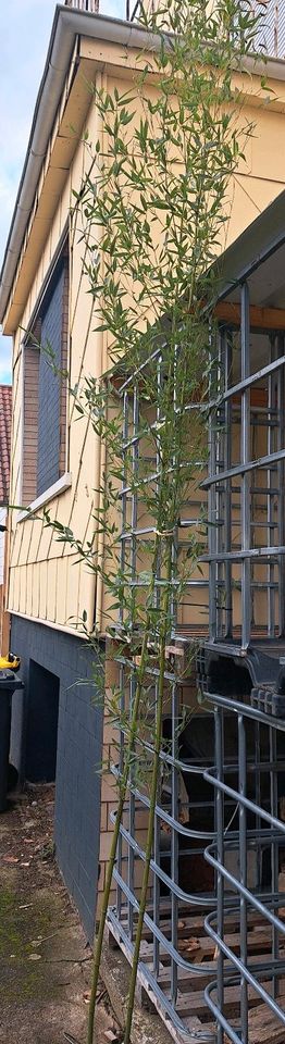 #Bambus Phyllostachys 3m hoch kräftiger Ausrieb in Homburg