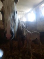 Haflinger Stute mit Fohlen bei Fuß Sachsen - Hartha Vorschau