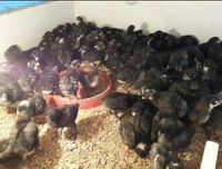 Küken Eintagsküken Tagesküken Glucke Huhn Hühner Hennen Hahn Eier Bremen - Walle Vorschau