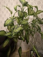 Dieffenbachie Dieffenbachia seguine Pflanze 155cm Schleswig-Holstein - Neumünster Vorschau