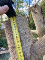 Ginko Baum Holz Hessen - Fritzlar Vorschau