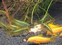 Corydoras Venezuelanus sp NEON GREEN STRIPE CW009 Baden-Württemberg - Dietenheim Vorschau