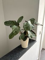 Calathea (Korbmarante) Grünpflanze für Zimmer m. Keramik Übertopf Niedersachsen - Osnabrück Vorschau