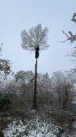 Heckenschnitt Rasenpflege Baumfällung Gärtner Gartenarbeiten Bayern - Treuchtlingen Vorschau