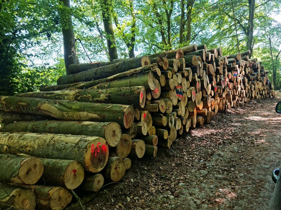 Stammholz Rundholz Brennholz Kiefer Buche Eiche etc.mit Lieferung in Alzey