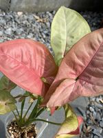 Syngonium Pink Flecked Nordrhein-Westfalen - Dinslaken Vorschau