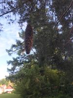 Fange Bienenschwarm ein Bayern - Berg Vorschau