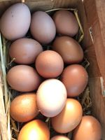Frische Hühner Eier Niedersachsen - Giesen Vorschau