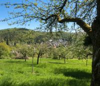 SUCHE Grundstück Garten Wiese Holzplatz in Lohrbach Baden-Württemberg - Mosbach Vorschau