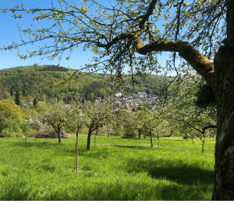 SUCHE Grundstück Garten Wiese Holzplatz in Lohrbach in Baden