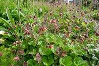 Glockenblume Gemswurz Staude Pflanze Nelkenwurz Nordrhein-Westfalen - Oelde Vorschau