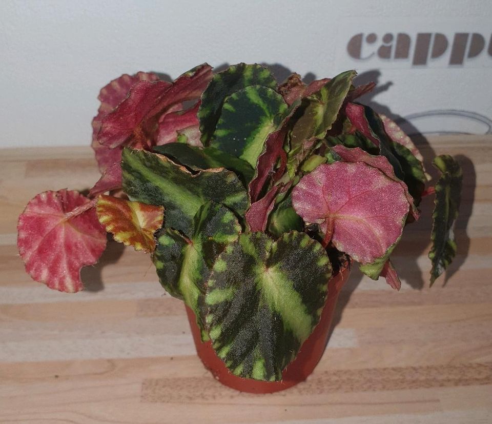 Begonia cleopatrae in Haren (Ems)