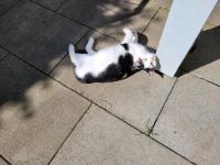 Süße Katze sucht ein Zuhause. Bayern - Ruderting Vorschau