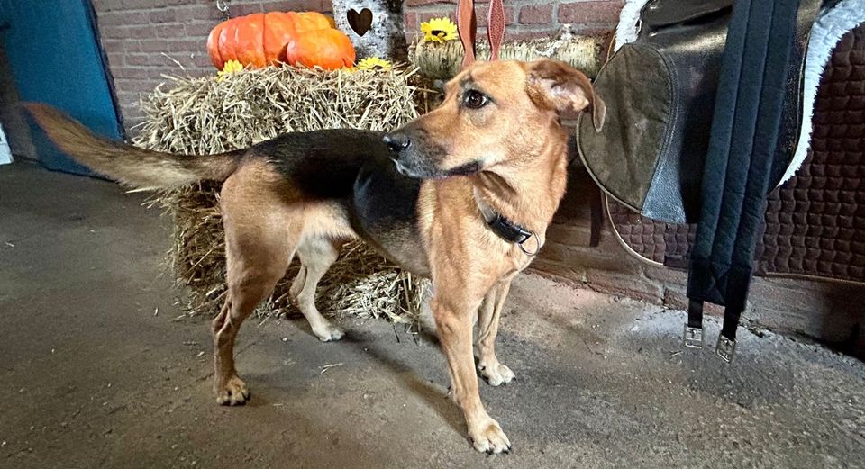 ❤️ LOLA: Toller Einzel-Hund sucht ihre Menschen ❤️ in Helvesiek