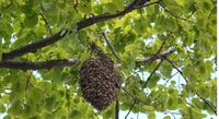 Bienenschwarm Abholung Brandenburg - Biesenthal Vorschau