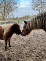 Hengst , Shetty , Pony , Shetland Schleswig-Holstein - Hemmingstedt Vorschau