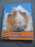 Ratgeber Meerschweinchen, Zwergkaninchen, Aquarium Bayern - Sulzberg Vorschau