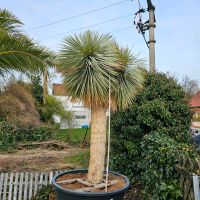 Palmlilie Yucca Rostrata XXL 3 Köpfig Hessen - Wiesbaden Vorschau