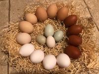Eier  (BE) von  glückliches Hühnern mit sehr fleißigen Hähnen Thüringen - Ilmtal-Weinstraße Vorschau