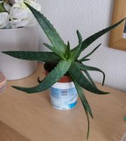 Gesunde Bio Zimmer Pflanze Aloe Vera. 3 Jahre alt. Nordrhein-Westfalen - Krefeld Vorschau