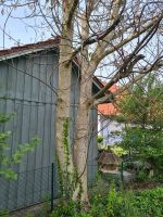Walnussbaum, Walnuss-Holz, Holz Bayern - Mantel Vorschau