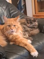 Suche eine Person bei freier Zeiteinteilung die 2 Katzen füttert Thüringen - Lucka Vorschau