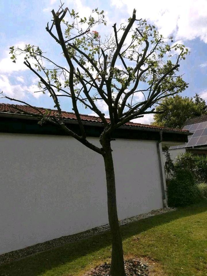 Heckenentfernung Rodung Baumentastung Baumfällung in Linden