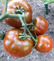 Gemüse Tomaten Mix 10 v. Sorten je 10 Samen = 100 Samen o. Chemie Niedersachsen - Wolfsburg Vorschau