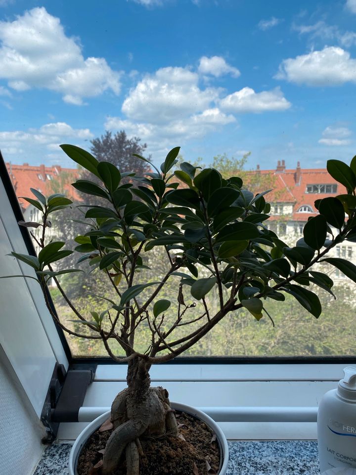 Alter Bonsai - Baum in Hannover