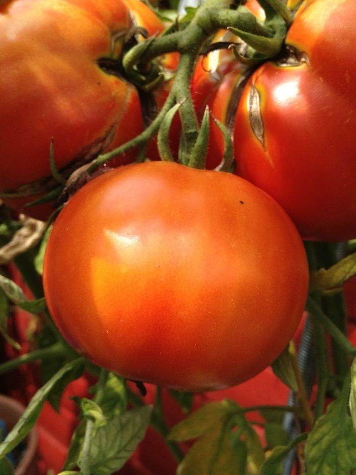 Tomaten Samenpflanzen in Tecklenburg