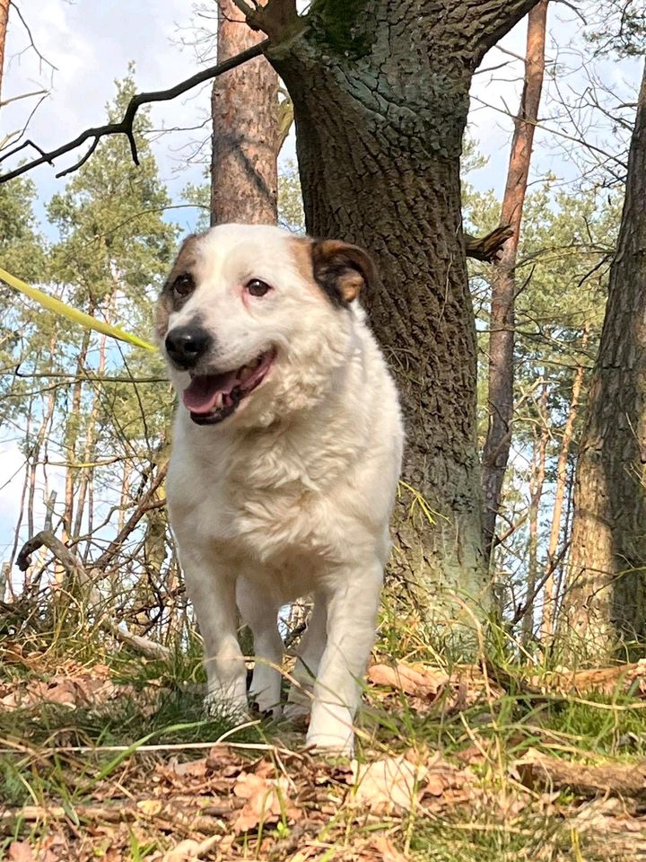 Dusty - kleiner Mann sucht großes Glück in Salzwedel