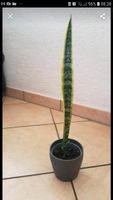 Sansevieria trifasciata /Bogenhanf 51 cm Hessen - Fürth Vorschau