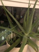 Große Aloe Vera - Aloevera Pflanzen Nordrhein-Westfalen - Herzebrock-Clarholz Vorschau