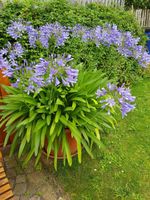 Schmucklilie Agapanthus africanus blau Thüringen - Bleicherode Vorschau